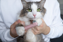 Toothbrush For Animals. Man Brushes Teeth Of A Gray Cat. Animal Care Concept