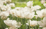 Fototapeta Tulipany - White tulips in the morning garden