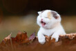 Katzenbaby Kitten im Herbst zwischen Blättern im Wald