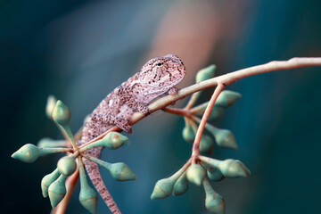 Macro shots, Beautiful nature scene green chameleon 