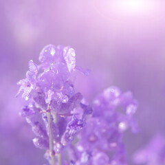 Canvas Print - lavender flower on the field.