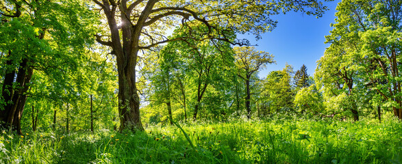New leaves on the trees in the park on the green spring background