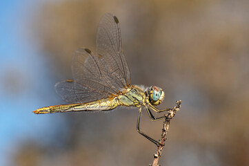 Dragonflies Macro photography in the countryside of Sardinia Italy