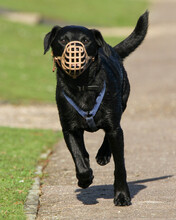 Black Dog Wearing A Muzzle