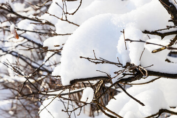 Wall Mural - snowbound branch of hedge close up in village in cold sunny winter evening (focus on snowdrift on fo