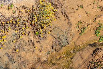 Canvas Print - Coltsfoot flower (Tussilago farfara) on a sandy shore of a small stream