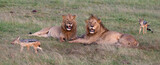 Fototapeta Sawanna - two male lions looking out