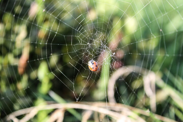 ladybird in spider web