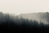 Fototapeta Na ścianę - fog in the forest
