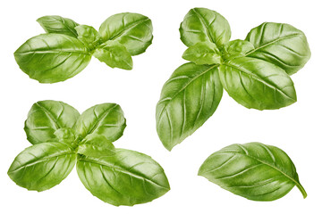Wall Mural - Set of green basil leaves isolated on white background    