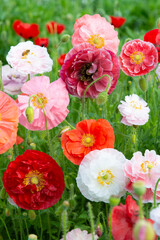 Poppy red, white and pink mixtured flower field