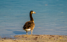  Sunlit Canada Goose Standing On The Shore At Lake