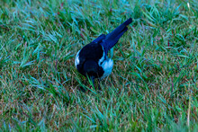Black Billed Magpie Foraging In The Grass. Chain Links Provincal Park, Alberta, Canada