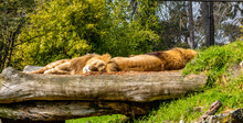 Lion Grabbing A Nap In The Grass. Auckland Zoo, Auckland, New Zealand.