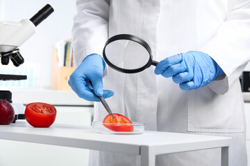 Wall Mural - scientist with magnifying glass exploring slice of tomato in laboratory, closeup. poison detection