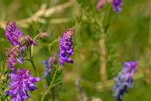  Bright Purple Vetch Flower In A Green Field, Selective Focus - Vicia Villosa 