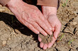 A farmer uses his hands to check the condition of the field soil, which has already dried out in April due to the change in climate and the lack of rain.