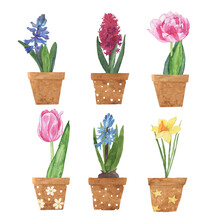 Spring Flower In Pot Isolated On White Background. Watercolor Hand Drawing Illustration. Pink Tulip, Blue And Pink Hyacinth, Yellow Daffodil. Perfect For Print. Clip Art.