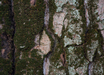texture as background