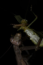 Praying Mantis Devour A Grasshopper, Extreme Macro Nature