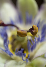 Macro Shot Of A Bluecrown Passionflower Stamen, Soft Focus