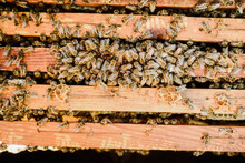 Bees On Wooden Frames Outdoors