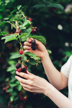 Woman Harvesting Blackberries From Plants At Farm