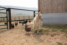 Cashmere Goat With Chickens Standing Next To Fence.