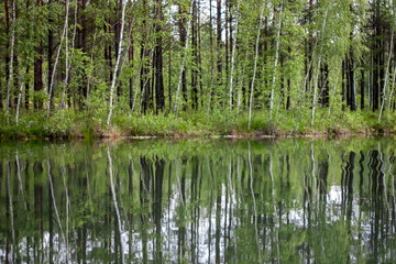  Trees grow on the shore of the lake. Forest is reflected in the water surface of the lake on a sunny summer day. Slender tree trunks in greenery in summer.