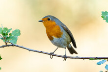 European Robin (Erithacus Rubecula) Perched On A Branch Against An Unfocused Green Background, Leon, Spain