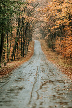 Wet Country Road In Fall Covered Leaves Allegheny National Forest PA