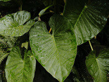 Giant Taro Leaves In Botanic Garden