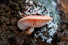 Rhodotus Palmatus Mushrooms Growing On The Trunk Of A Dead Tree. Side View. Spain.