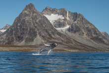 Jumping Humpback Whale (Megaptera Novaeangliae) And Mountain Landscape, East Greenland