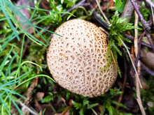 Puffball (in German Brauner Holzstäubling) Lycoperdon Subincarnatum