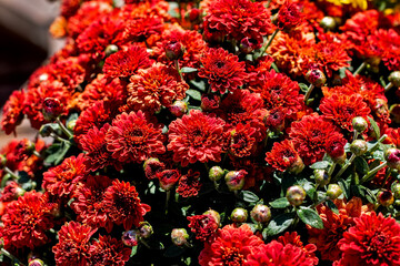 Wall Mural - Many red flowers on the bush