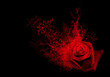 canvas print picture - Red rose with smoke and hearts splash on a black background