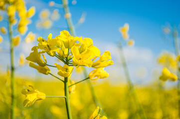 Landscape of a field of yellow rape or canola flowers, grown for the rapeseed oil crop. Field of yellow flowers with blue sky and white clouds