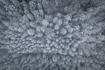 Wall Mural - Snowy winter landscape with forest covered in snow. Snowy tree tops. White scenic countryside.