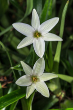 Flowers Of False Dracaena (Talbotia Elegans) Plant
