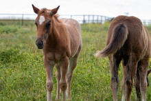Baby Horses In California