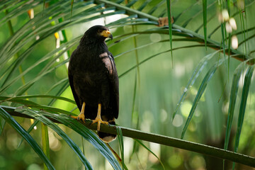 Wall Mural - Common Black Hawk - Buteogallus anthracinus  a big dark bird of prey in the family Accipitridae, formerly Cuban black-hawk (Buteogallus gundlachii) as a subspecies, sitting on the tree, flying