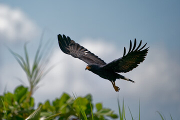 Wall Mural - Common Black Hawk - Buteogallus anthracinus  a big dark bird of prey in the family Accipitridae, formerly Cuban black-hawk (Buteogallus gundlachii) as a subspecies, sitting on the tree, flying