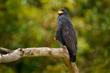 Wall Mural - Common Black Hawk - Buteogallus anthracinus  a big dark bird of prey in the family Accipitridae, formerly Cuban black-hawk (Buteogallus gundlachii) as a subspecies, sitting on the tree, flying
