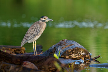 Wall Mural - Yellow-crowned Night-Heron - Nyctanassa violacea is bird night herons found in the Americas, known as the Bihoreau Violace in French and Pedrete Corona Clara in Spanish, water and green background