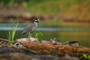 Wall Mural - Yellow-crowned Night-Heron - Nyctanassa violacea is bird night herons found in the Americas, known as the Bihoreau Violace in French and Pedrete Corona Clara in Spanish, water and green background