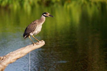 Wall Mural - Yellow-crowned Night-Heron - Nyctanassa violacea is bird night herons found in the Americas, known as the Bihoreau Violace in French and Pedrete Corona Clara in Spanish, water and green background
