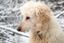 White Royal Poodle In The Winter In The Forest