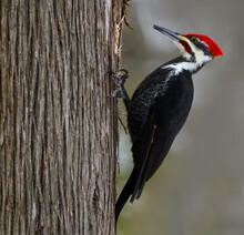 Male Pileated Woodpecker On Tree Trunk In Winter, Closeup Portrait