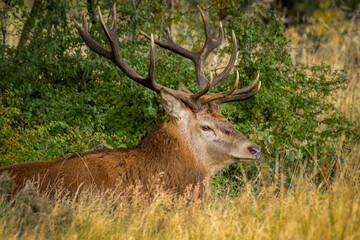 Poster - A close up of the top half of a red deer stag. It is lying down in the grass. He has a full set of antlers 